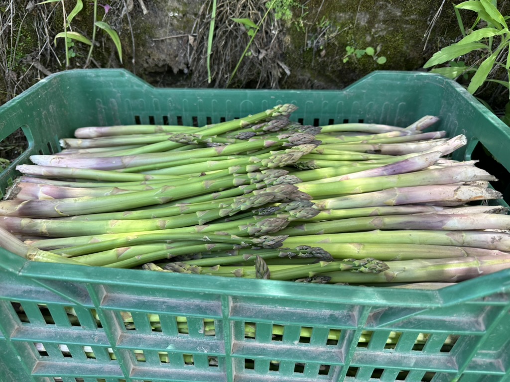 A crate of freshly cut asparagus from the garden