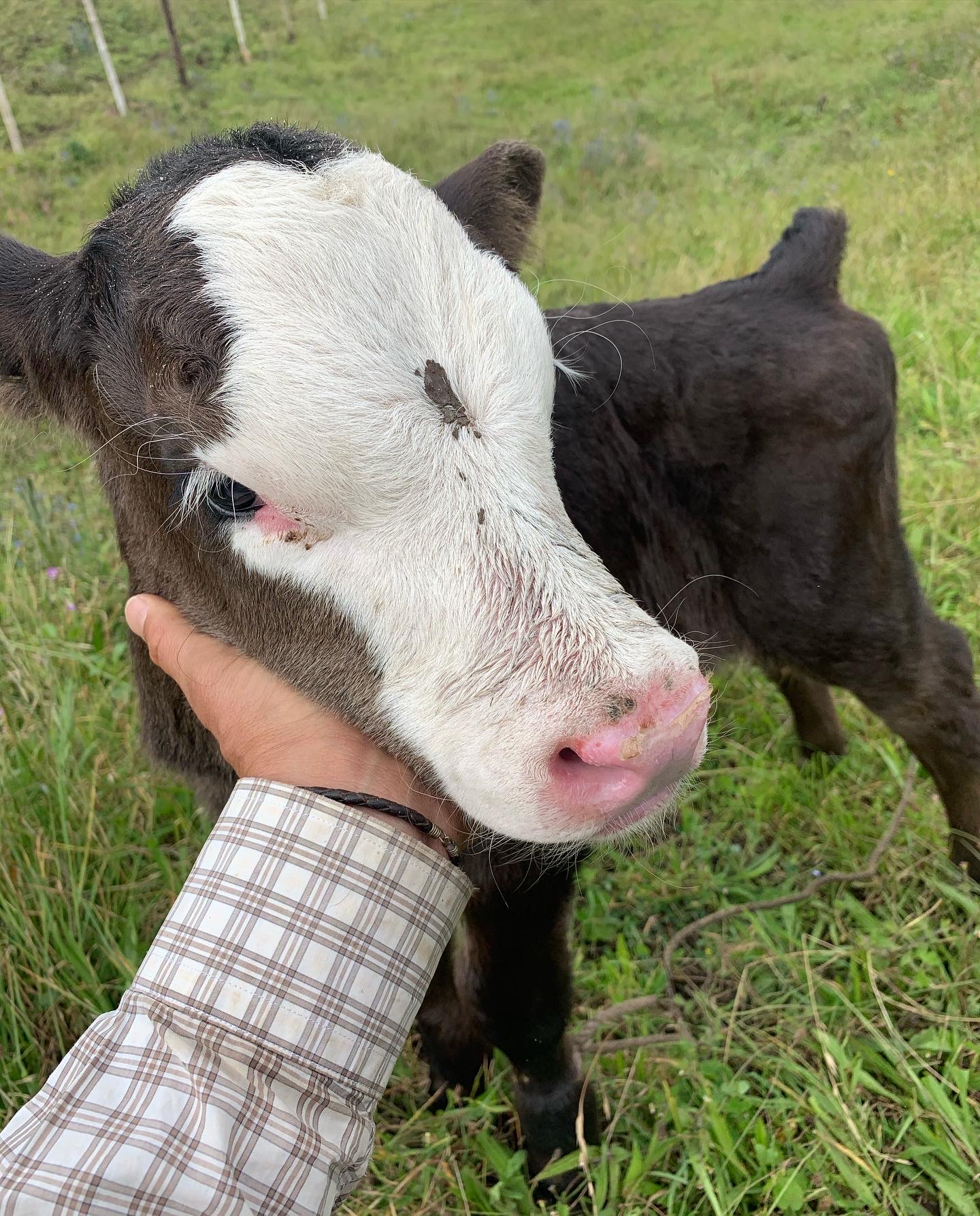 A newborn calf being scratched under the chin