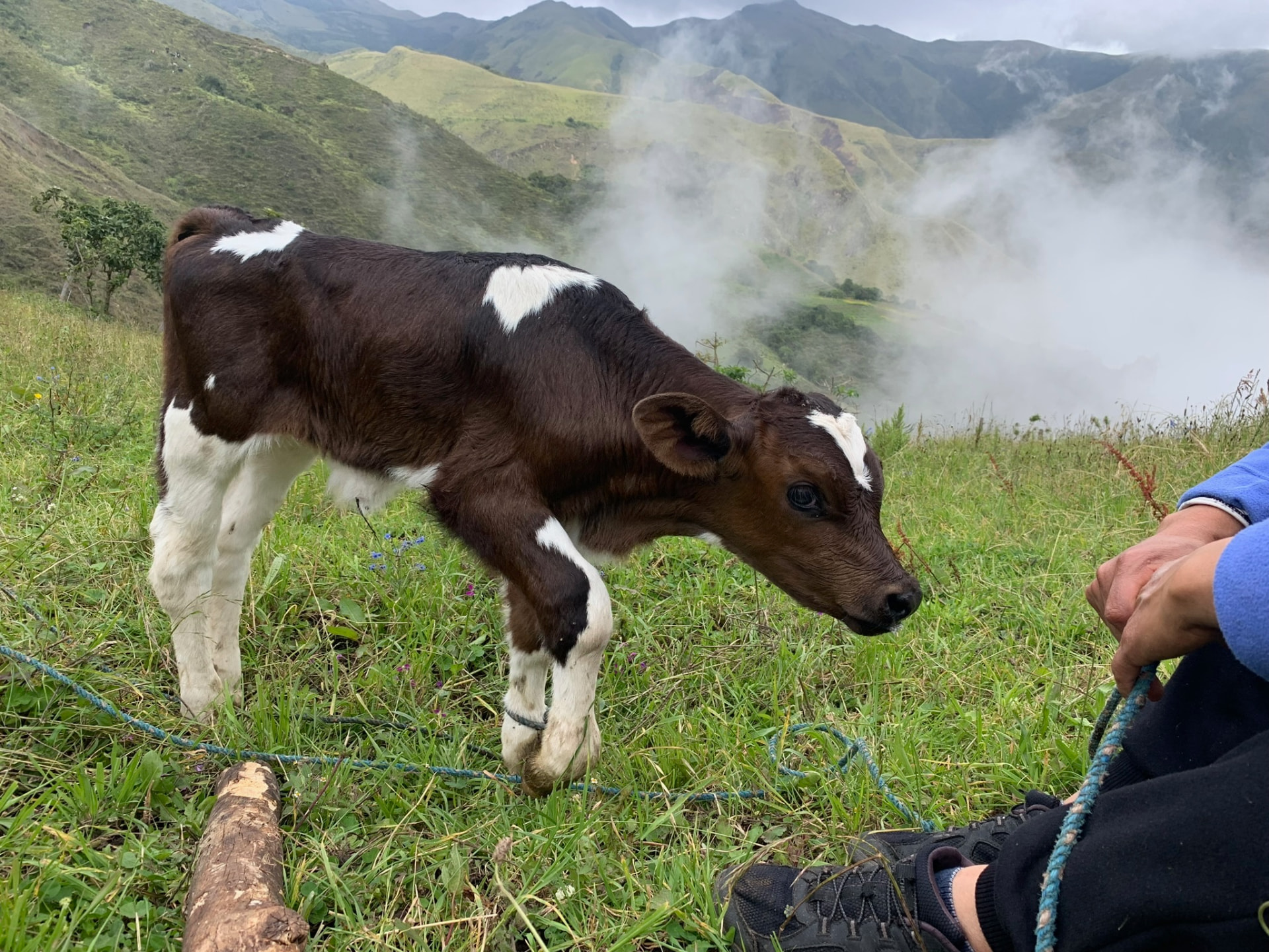 A calf standing on a green hillside with mist rising from the canyon