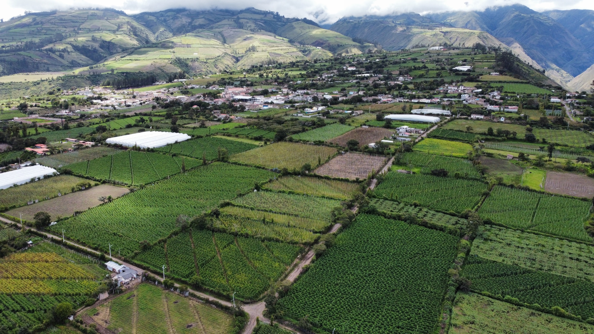 Aerial view of Cahuasquí's patchwork fields below the mountains