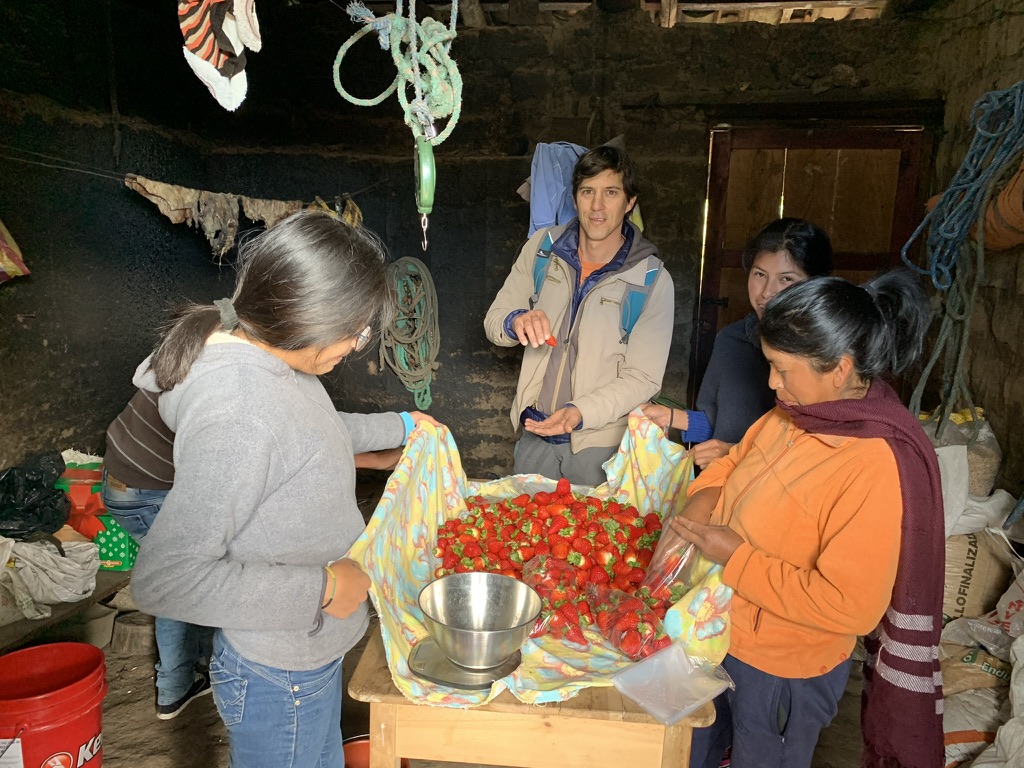 Weighing freshly picked strawberries with neighbors