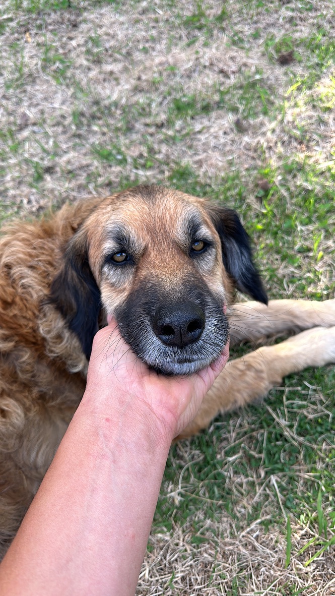 A big farm dog getting a chin scratch in the grass