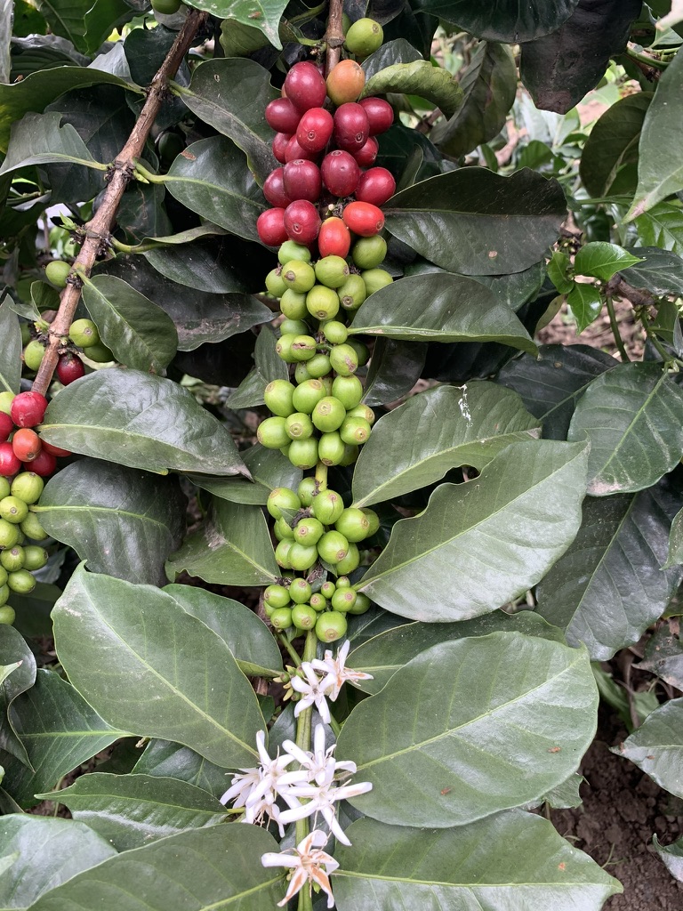 Coffee flowers blooming on the farm