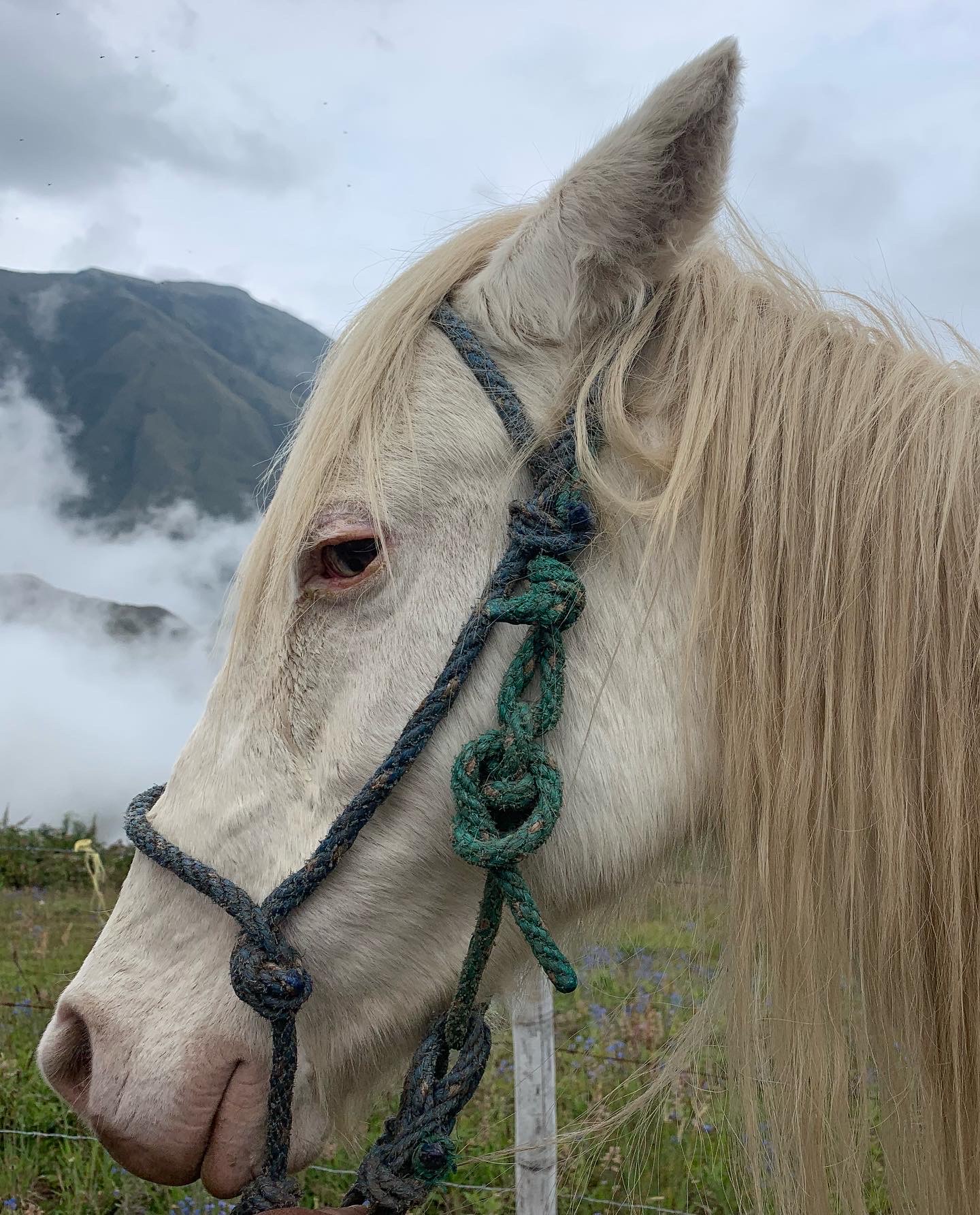 A white horse on the farm at golden hour