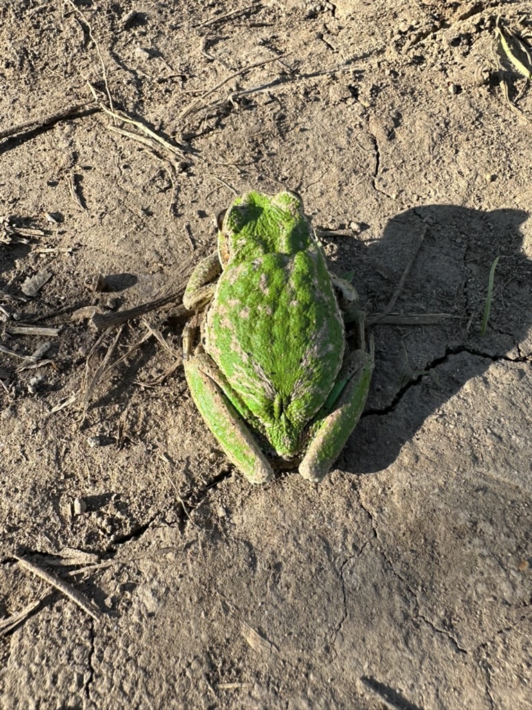 A small green marsupial frog resting on the earth with her eggs