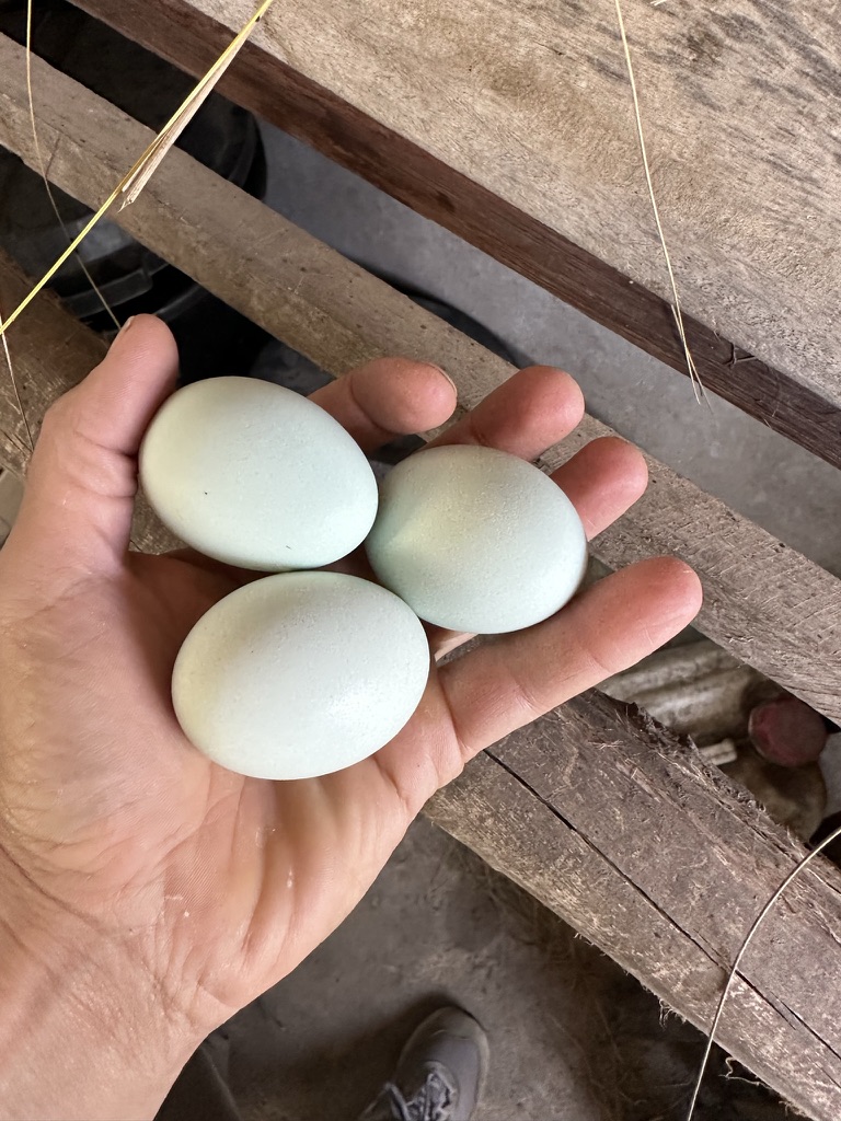 Pale blue eggs still warm from the nest