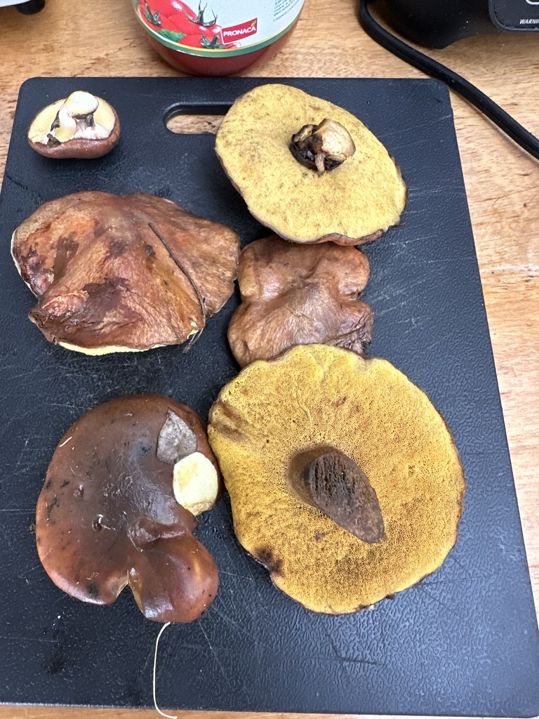 Foraged wild mushrooms on a cutting board