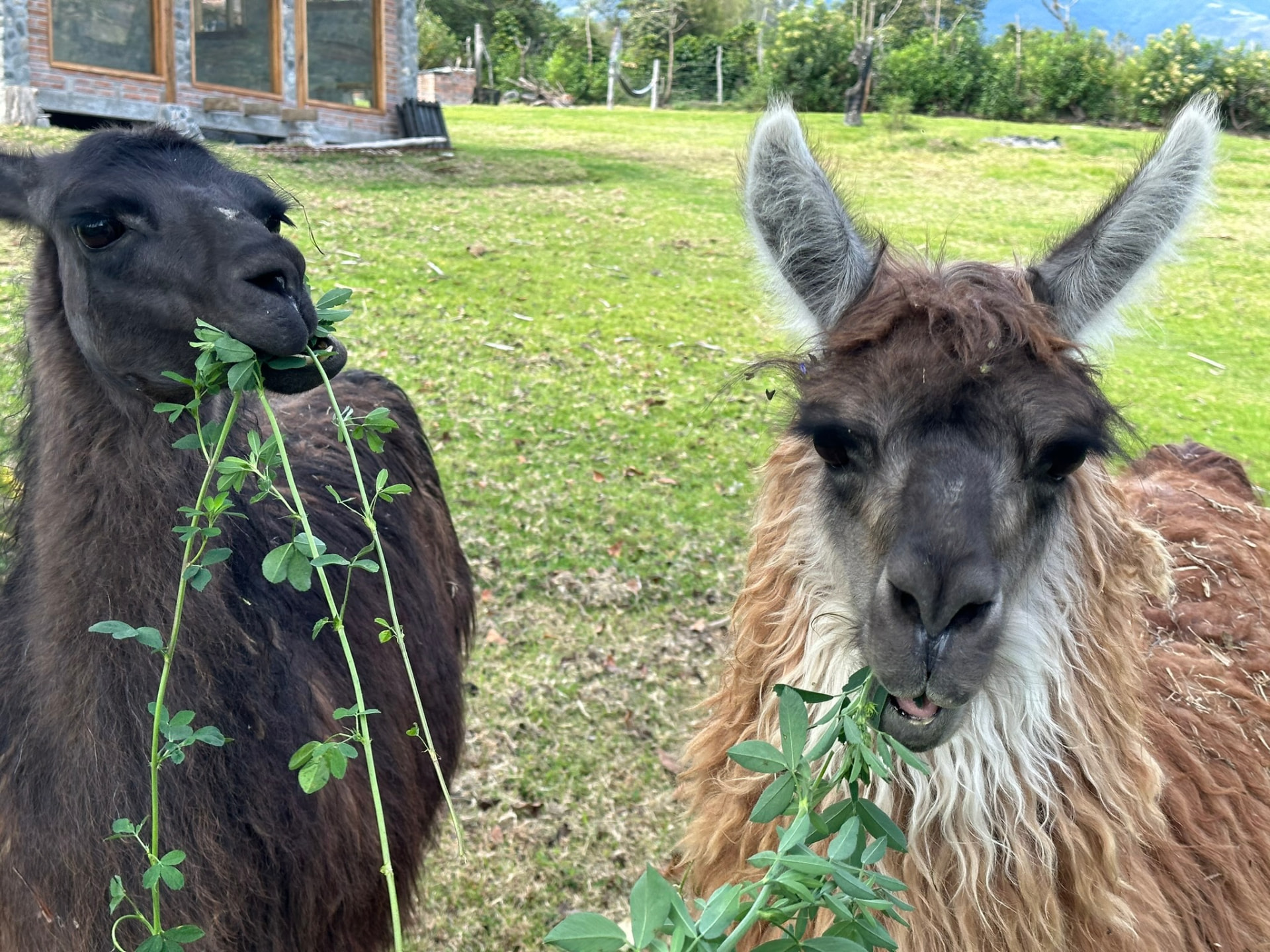 Two llamas on the farm with the valley behind them