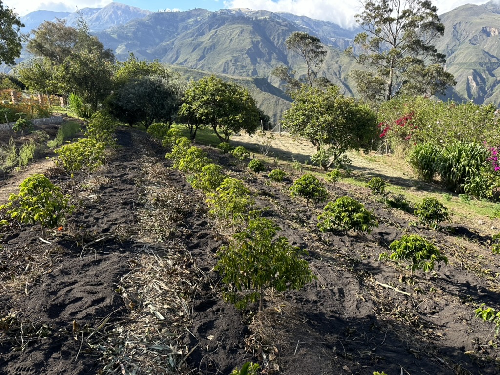 Reihen von Kaffee- und Obstbäumen am Berghang der Farm