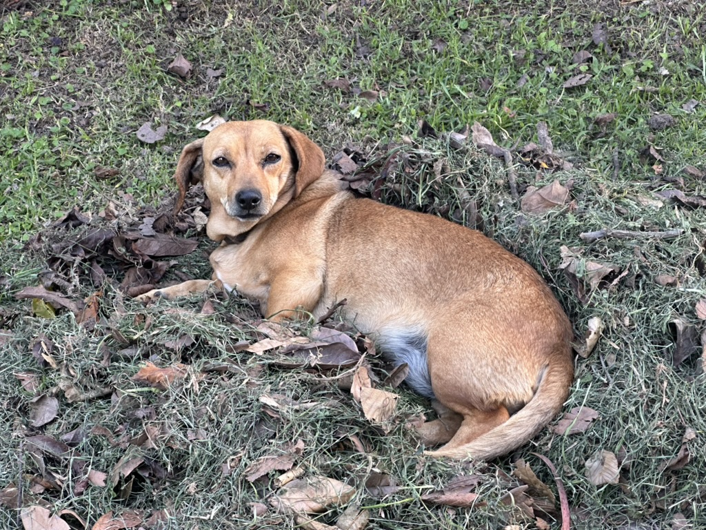 A dachshund curled up in fresh-cut grass and leaves