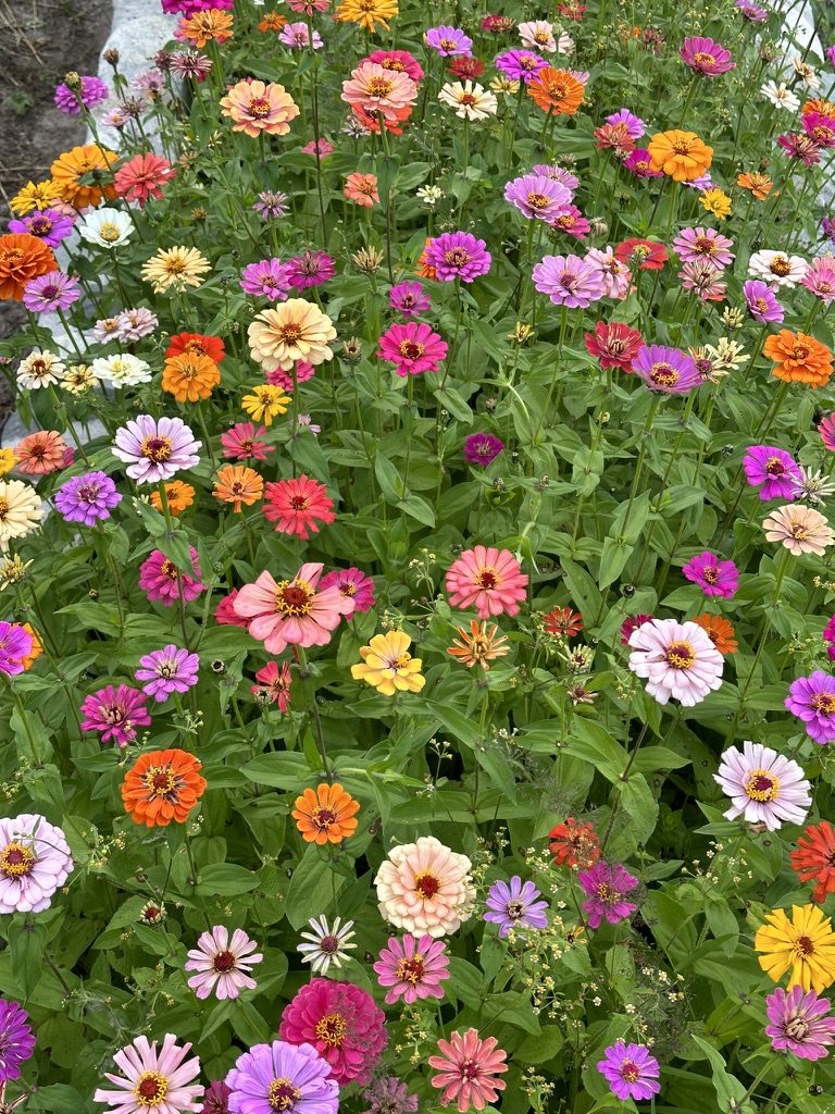 A bed of zinnias blooming in every color