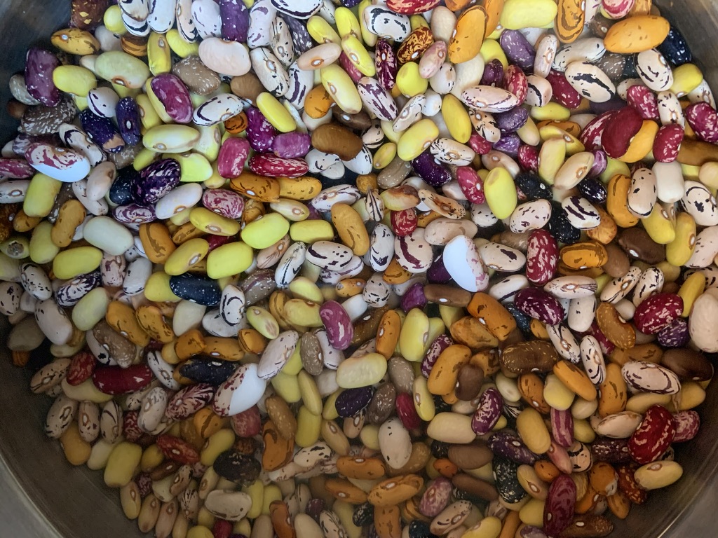 A bowl of heirloom beans in every color