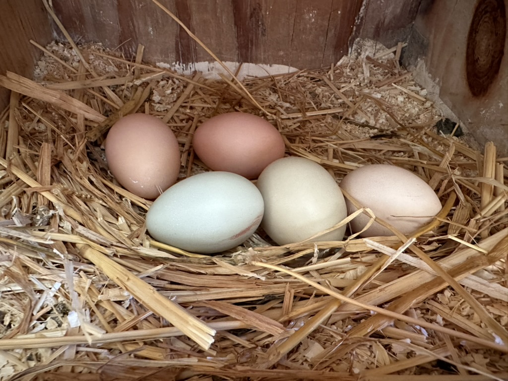 Five pastel eggs in a straw nest
