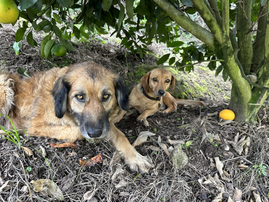 Two farm dogs resting together under an orange tree