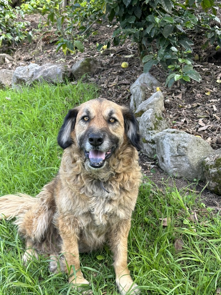 Oso the farm dog smiling in the garden