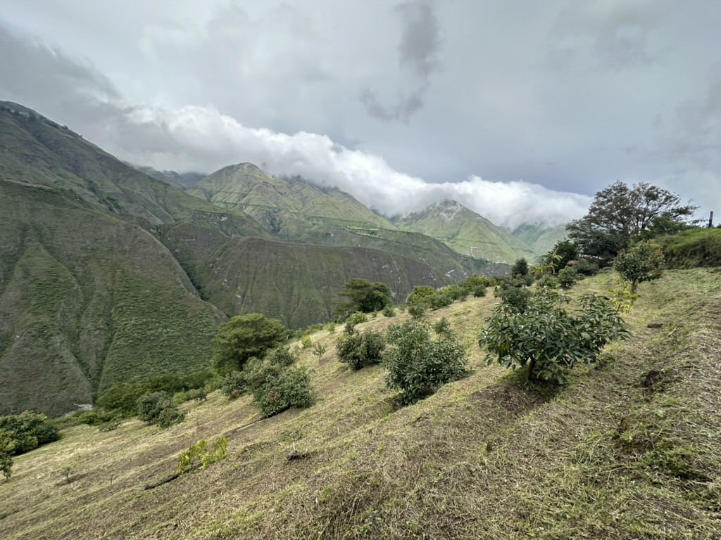 Avocado trees against the clouds
