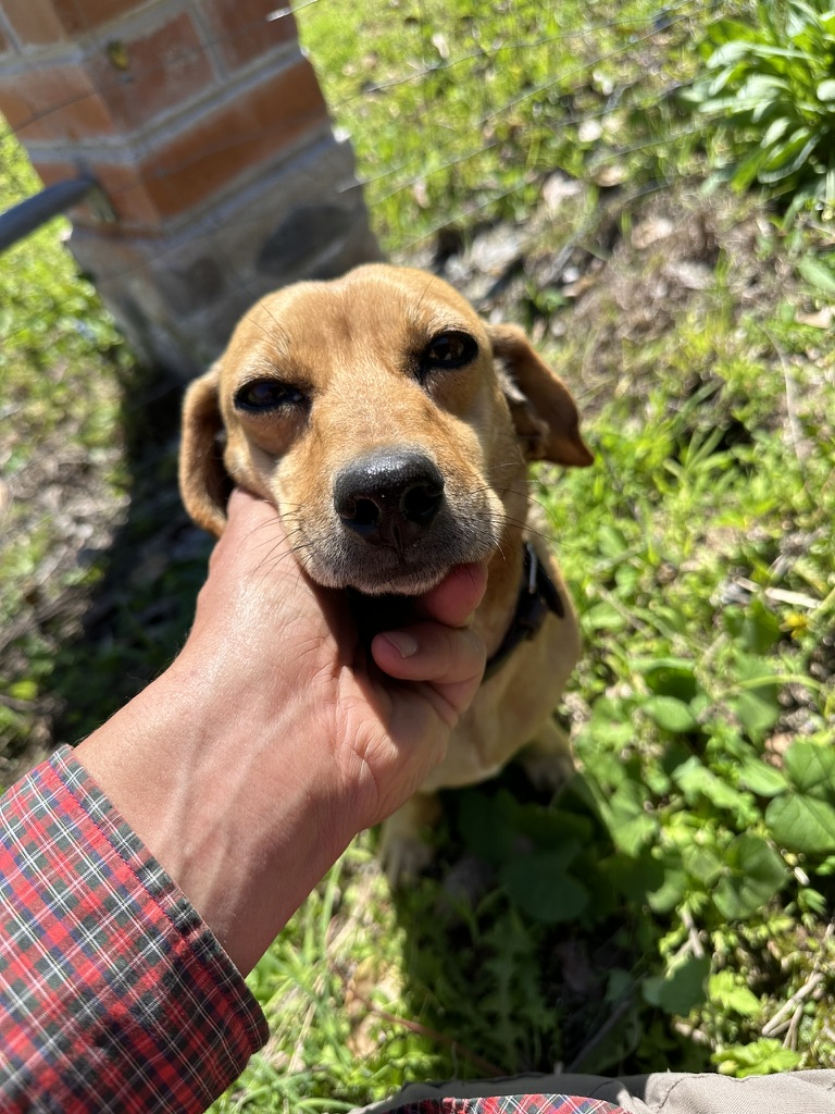 Tony the dachshund getting a chin scratch in the sun