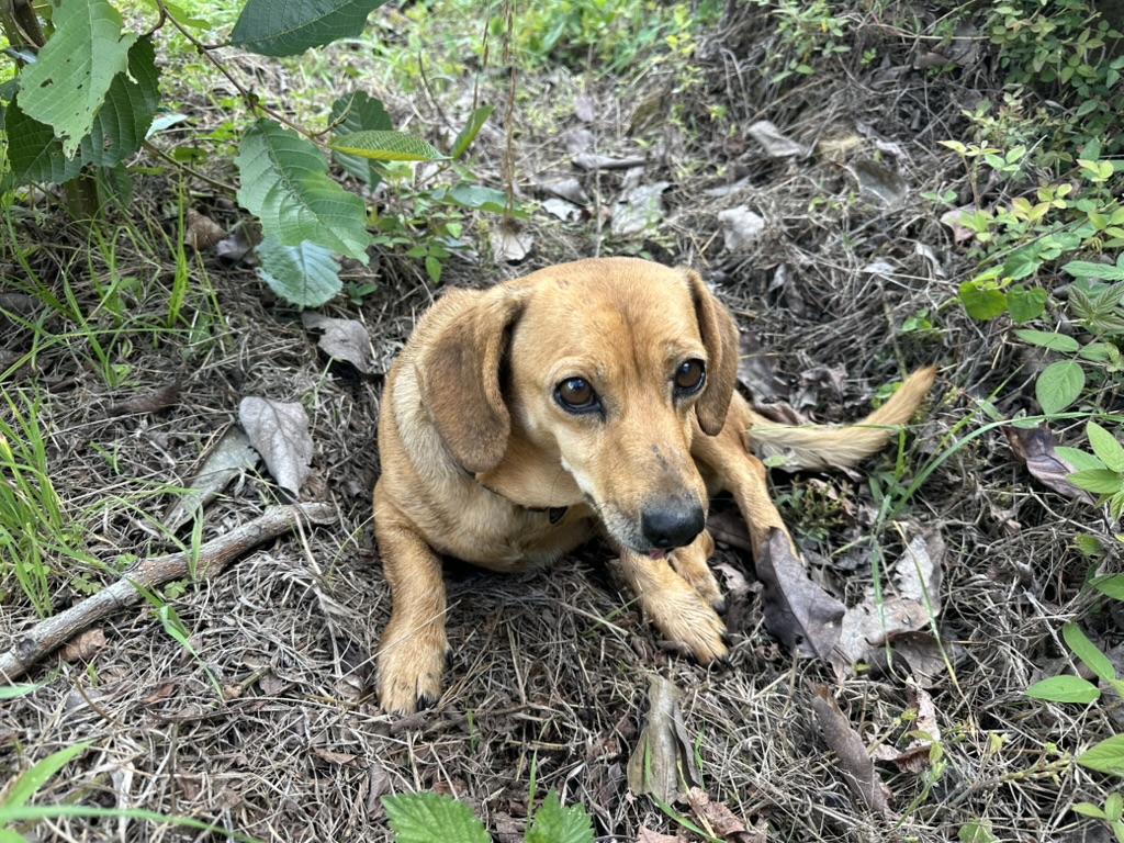 A dachshund resting in the leaf litter at the forest edge