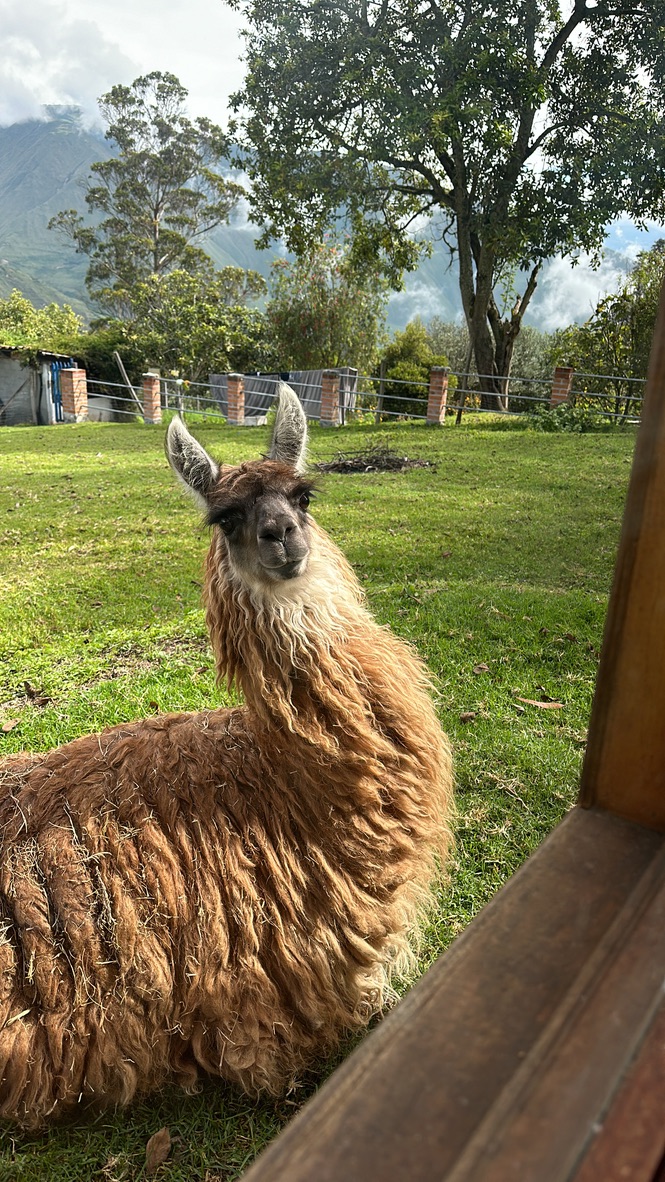 A llama resting in the grass with the mountains behind