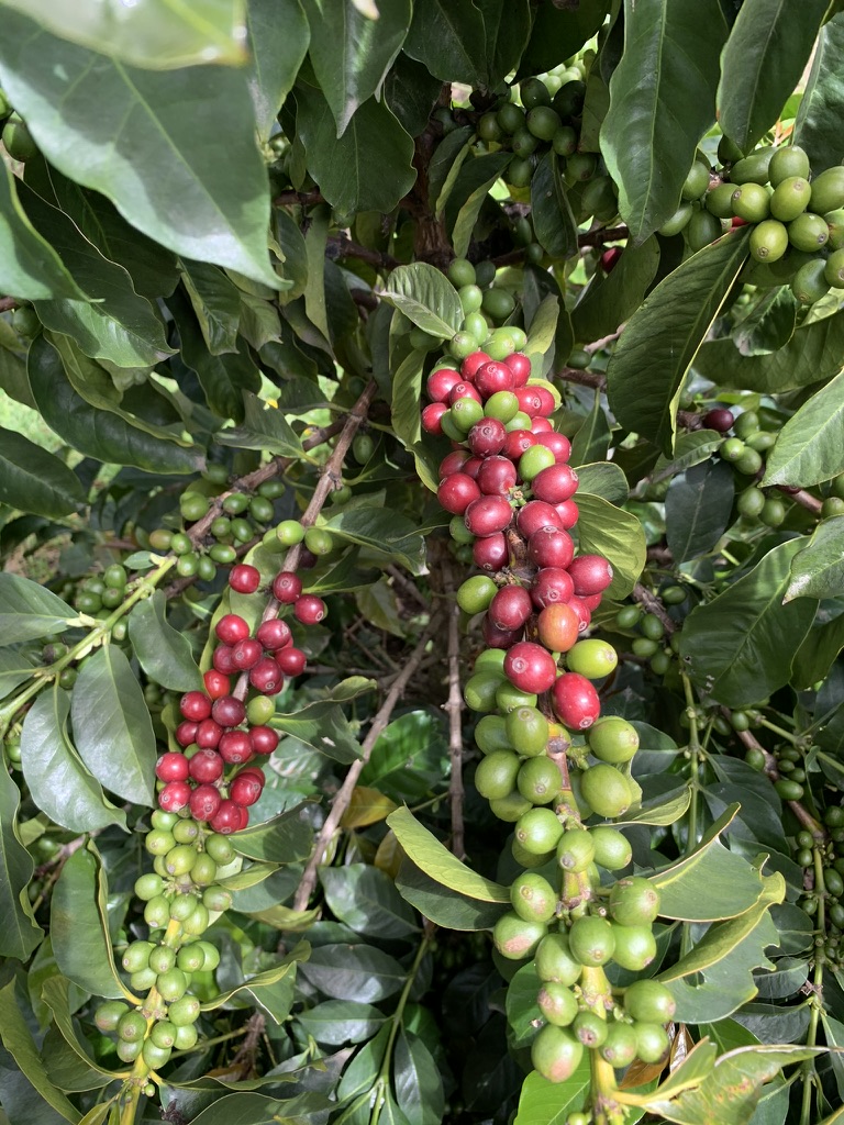 Ripe coffee cherries on the branch