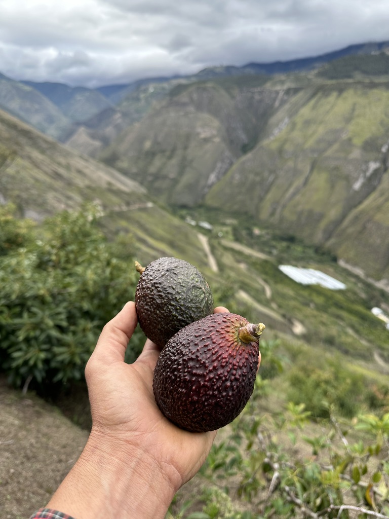 Two avocados held above the green canyon
